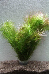Mayacca fluviatillis bundel