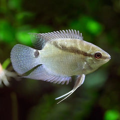 Mesonauta sp. Manapiare 3-4 cm