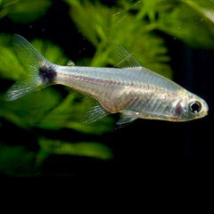 Moenkhausia ceros M @