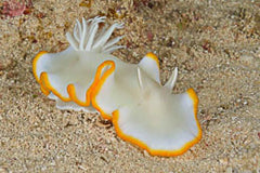 Ardeadoris egretta