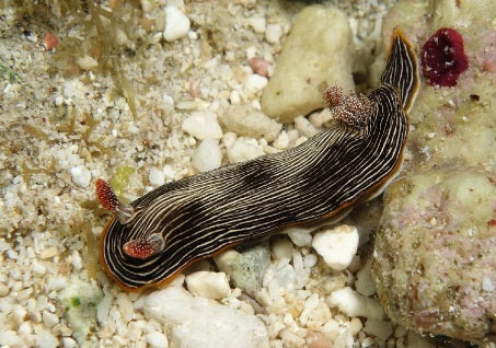 Chromodoris lineolata