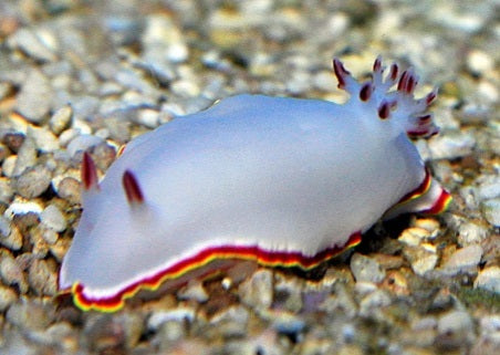Doriprismatica sedna