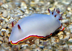 Doriprismatica sedna