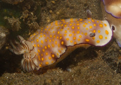 Hypselodoris pulchella
