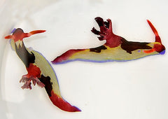 Nembrotha chamberlaini