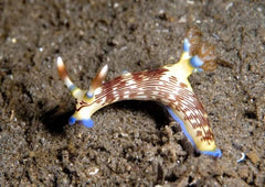 Nembrotha lineolata