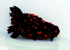 Nembrotha nigerrima