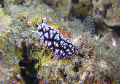 Phyllidiella granulata