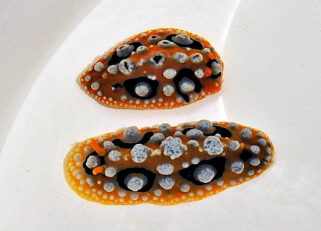 Phyllidia ocellata