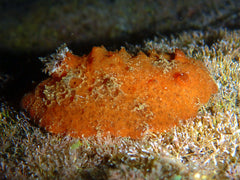 Sclerodoris rubicunda