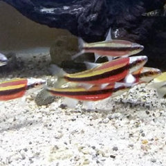 Notropis lutipinnis Geelvin elrits M @