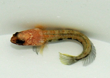 Opistognathus castelnaui