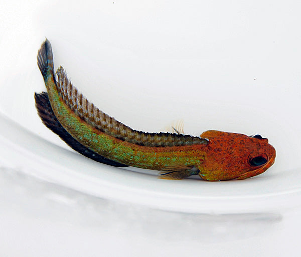 Opistognathus castelnaui
