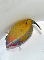 Ostracion cyanurus (Female)