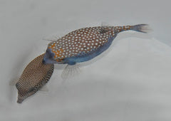 Ostracion meleagris (pair)