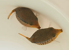 Ostracion solorensis (female)