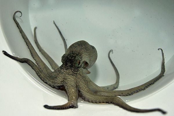 Octopus vulgaris