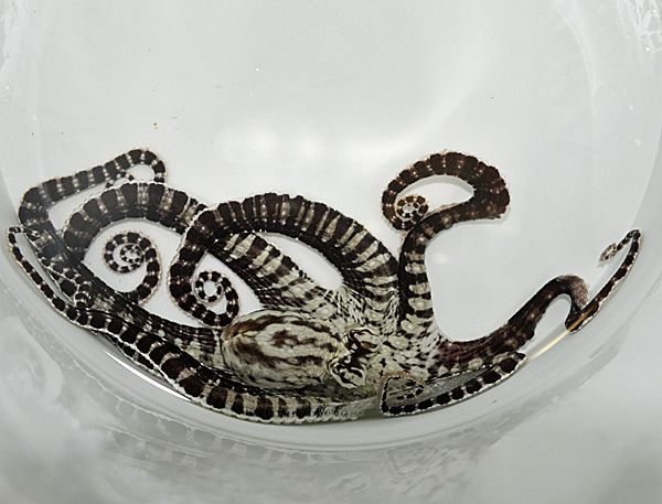 Thaumoctopus mimicus