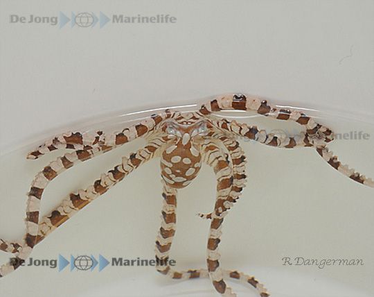 Wunderpus photogenicus