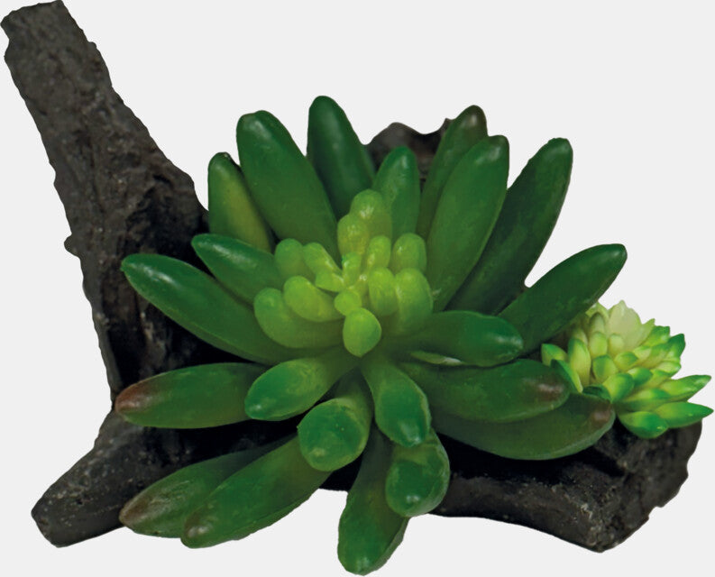 REPTO PLANT SUCCULENT ON DECO