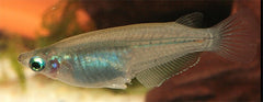Oryzias javanicus Rijstvisje L