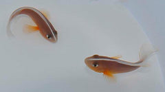 Amphiprion akallopisos (pair)