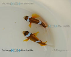 Amphiprion akindynos (Australia) (pair)