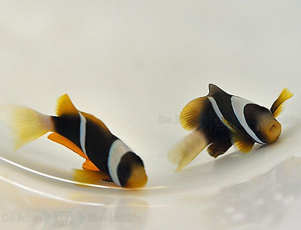 Amphiprion allardi