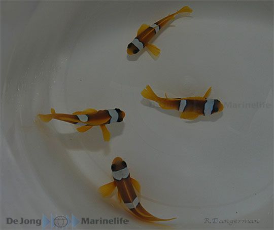 Amphiprion bicinctus