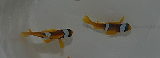 Amphiprion bicinctus (pair)