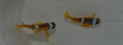 Amphiprion bicinctus (pair)