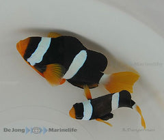 Amphiprion clarkii