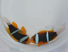 Amphiprion chrysopterus (pair)