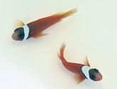 Amphiprion frenatus (pair)