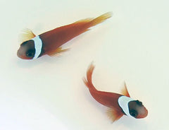 Amphiprion frenatus (pair)