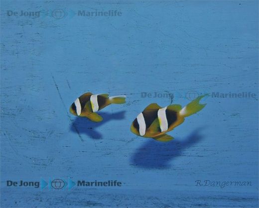 Amphiprion latifasciatus (pair)