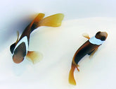 Amphiprion melanopus (pair)