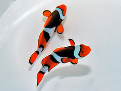 Amphiprion percula (Black) (pair)