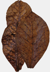 COLOMBO CATAPPA XL 10 STUKS XL