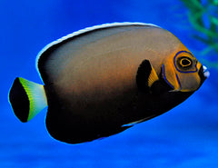 Chaetodontoplus conspicillatus