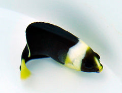 Chaetodontoplus meredithi (female)