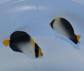 Chaetodontoplus mesoleucus