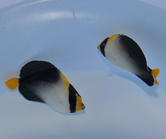 Chaetodontoplus mesoleucus