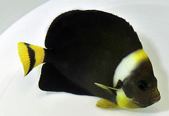 Chaetodontoplus personifer (female)