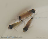 Chromis retrofasciata