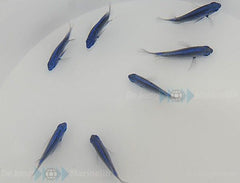 Chrysiptera springeri