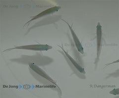 Chromis viridis (Mauritius)