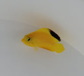 Centropyge woodheadi