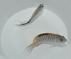 Genicanthus caudovittatus (male)