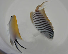 Genicanthus melanospilos (male)